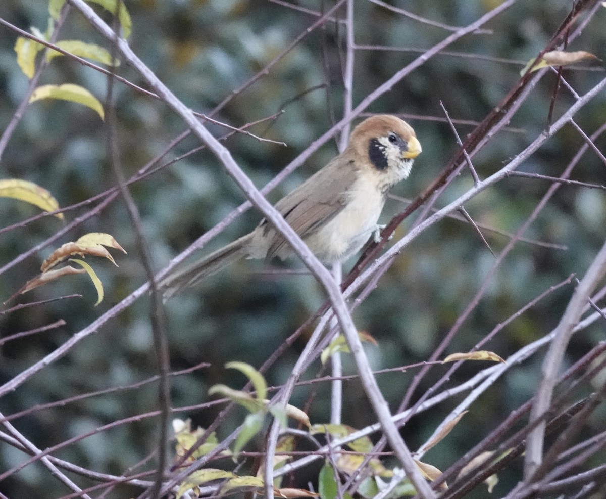 Paradoxornis fléché - ML646161103