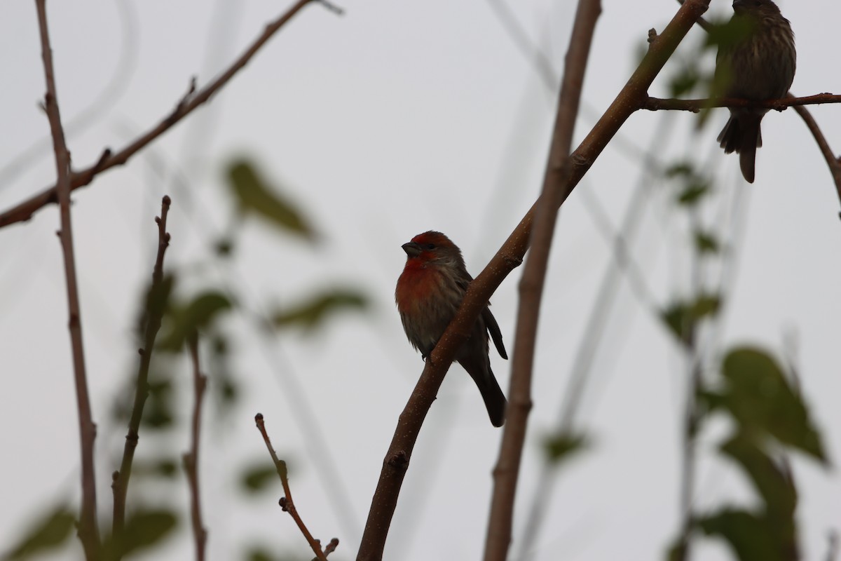 House Finch - ML646161104