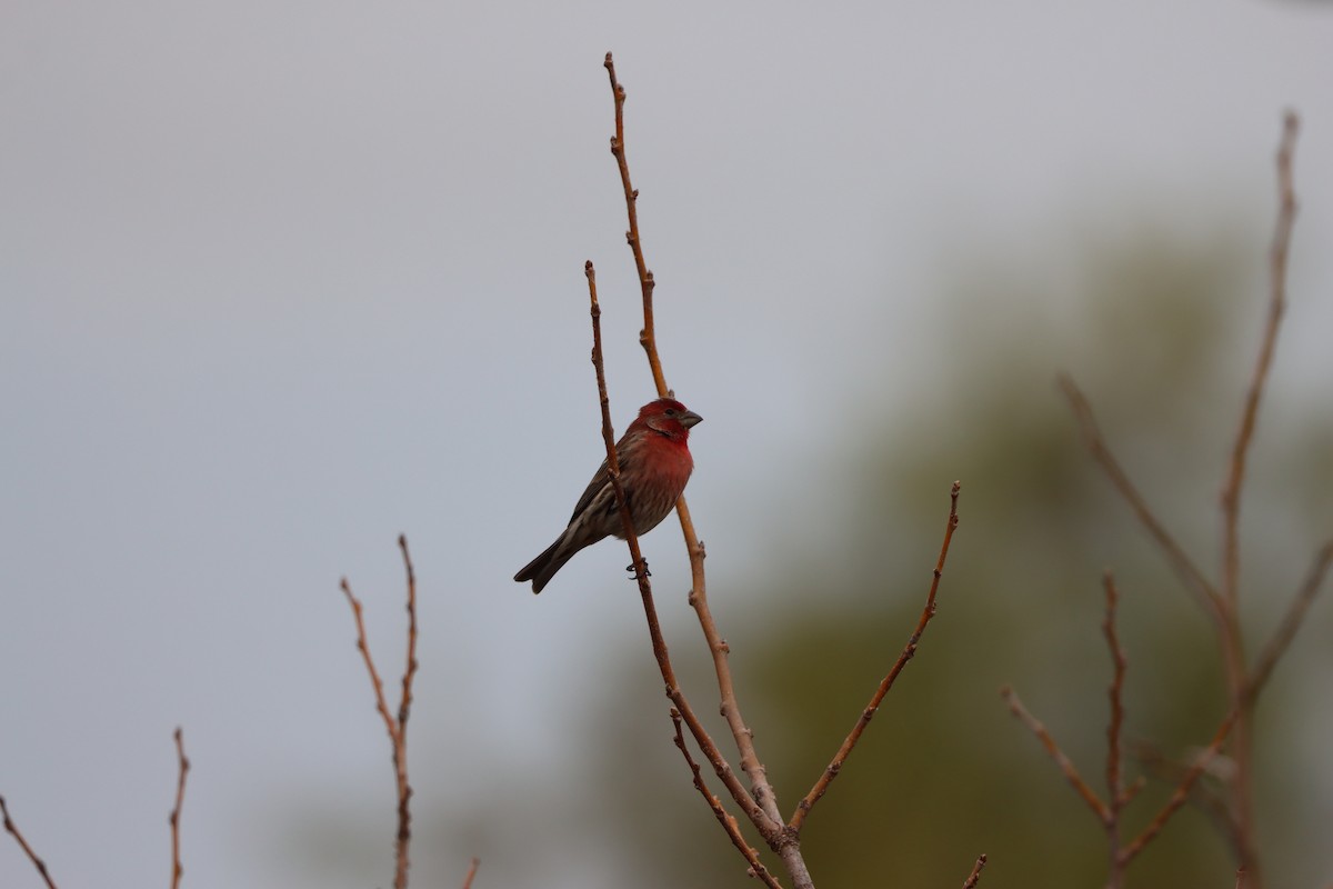 House Finch - ML646161105