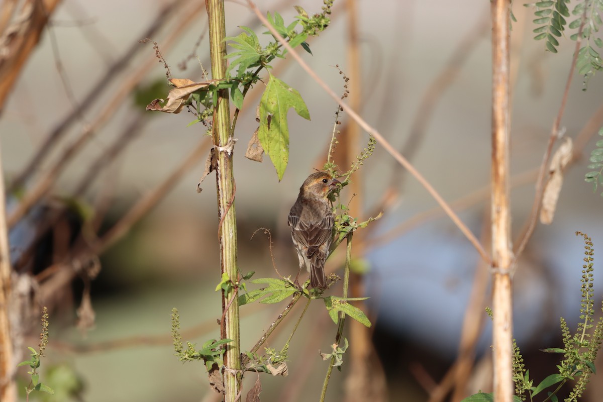 House Finch - ML646161106