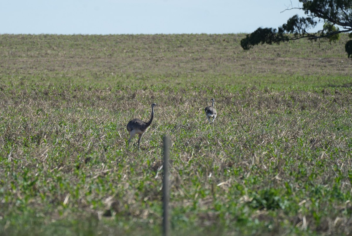 Greater Rhea - ML646161109