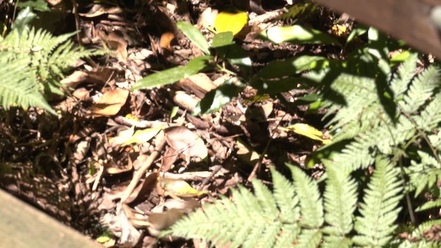 Кущовик східний - ML646161111