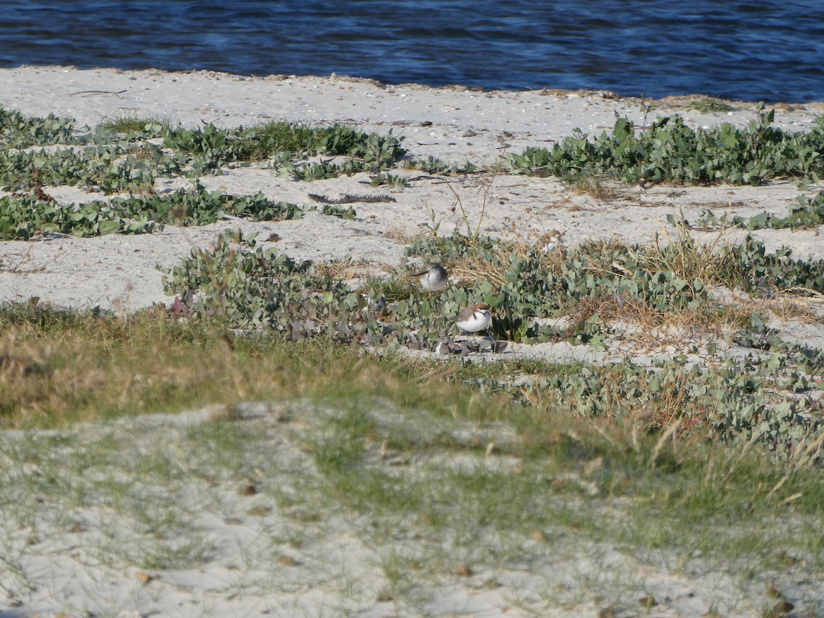 ソリハシシギ - ML646161130