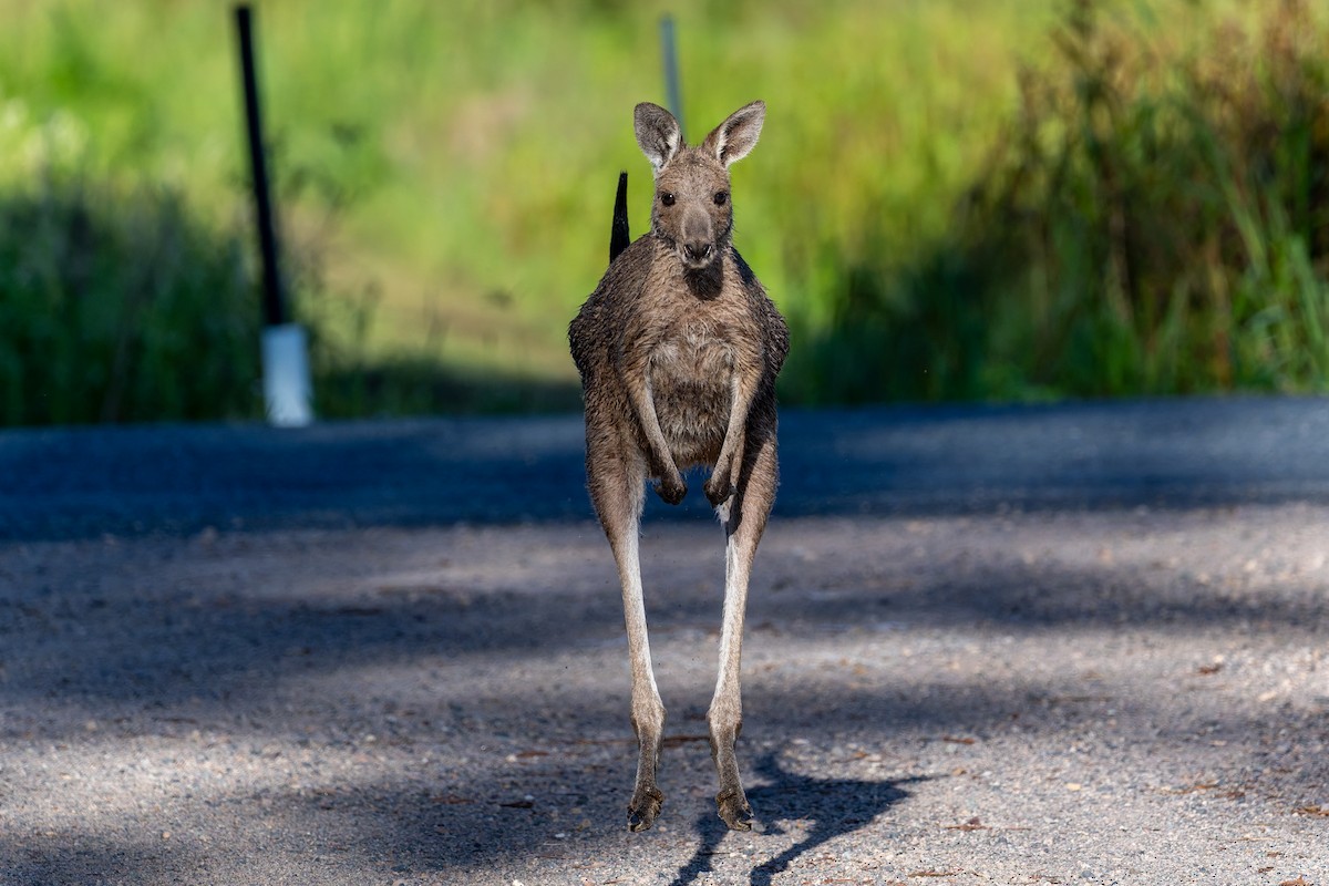 Animals - ML646161132