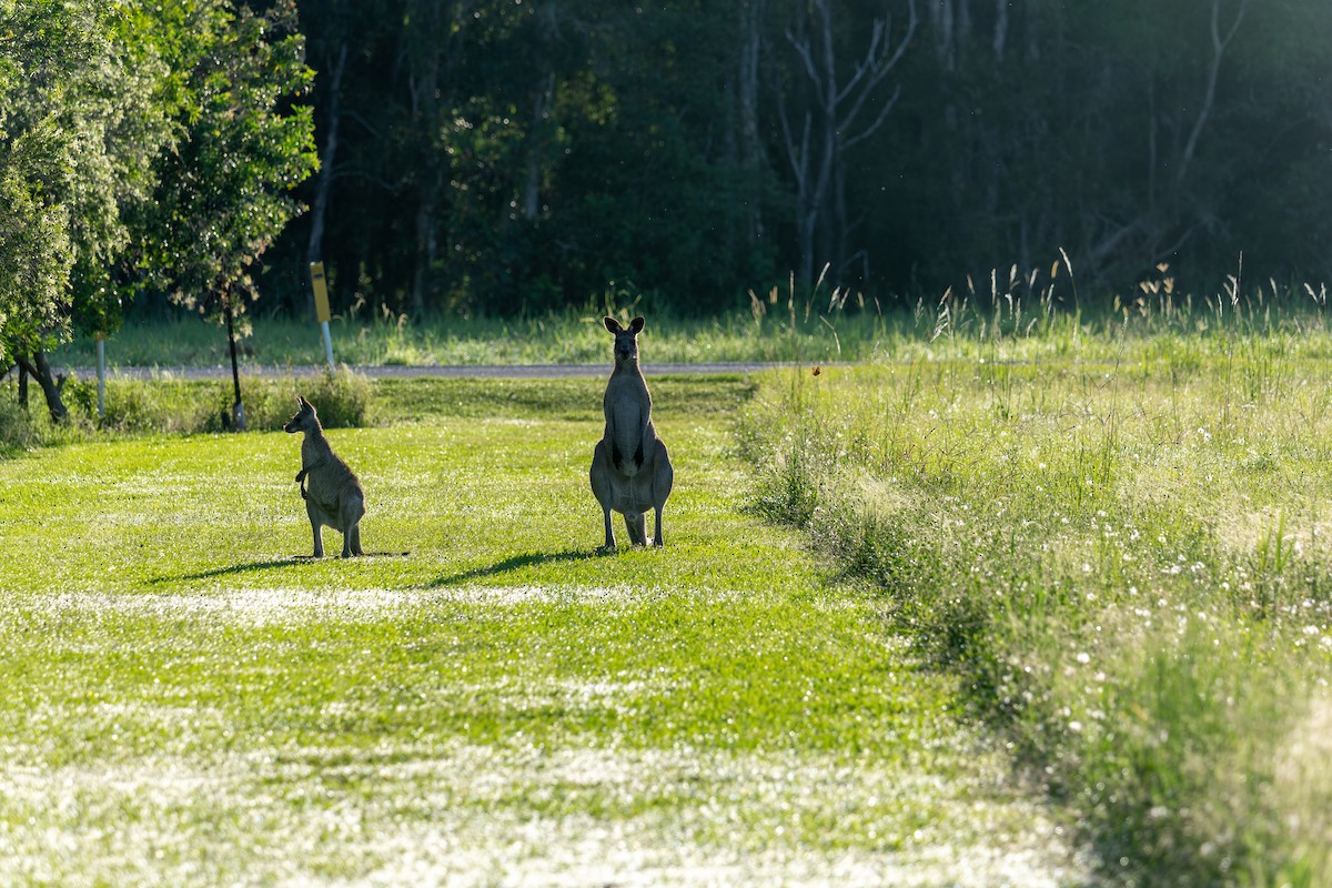 Animals - ML646161133