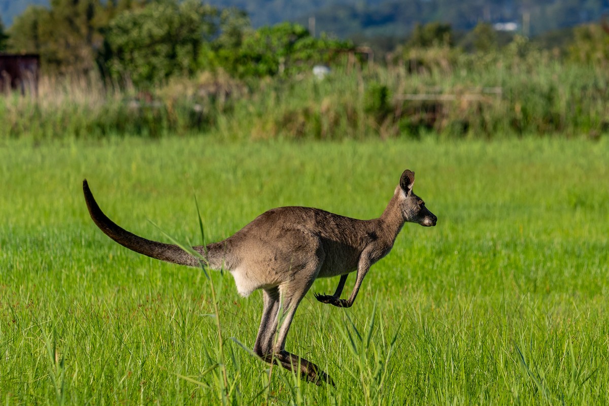 Animals - ML646161134