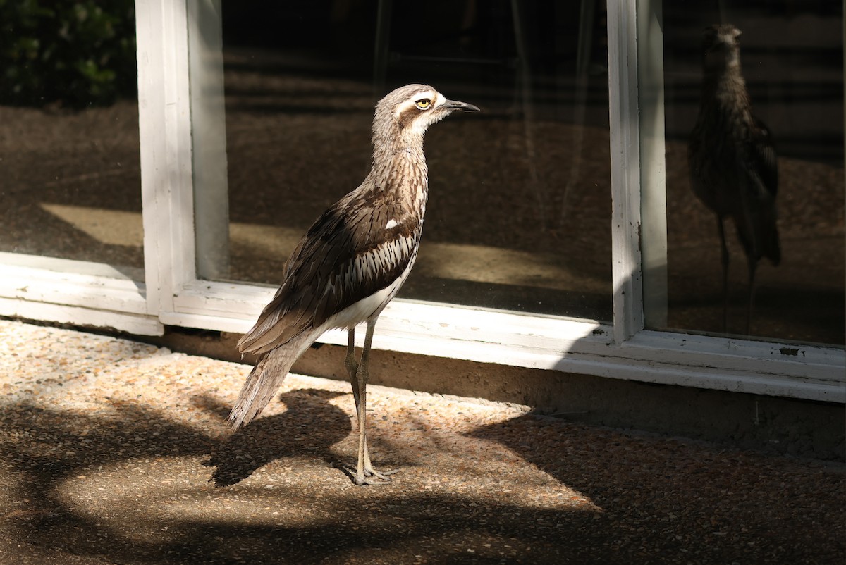 Bush Thick-knee - ML646161145