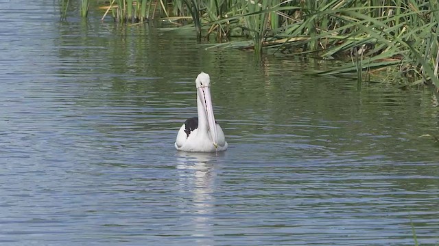 Пелікан австралійський - ML646161146