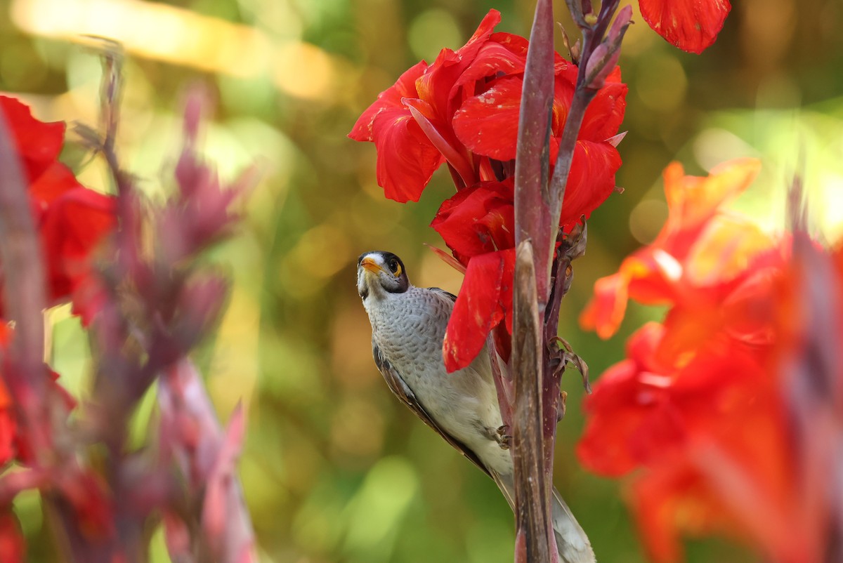 Noisy Miner - ML646161147
