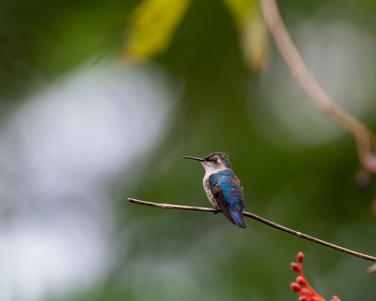 Bee Hummingbird - ML646161149