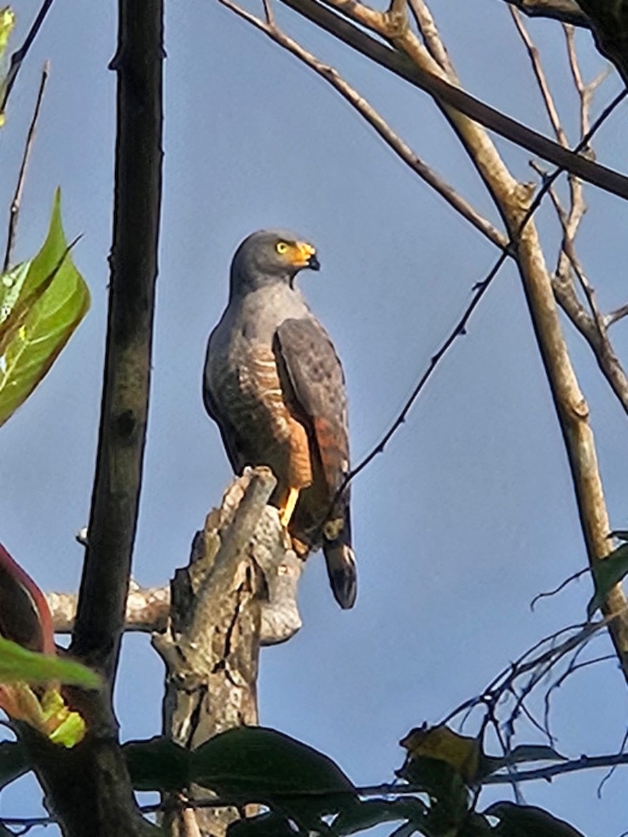 káně krahujová - ML646161150