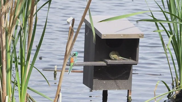 Папужка співочий - ML646161152