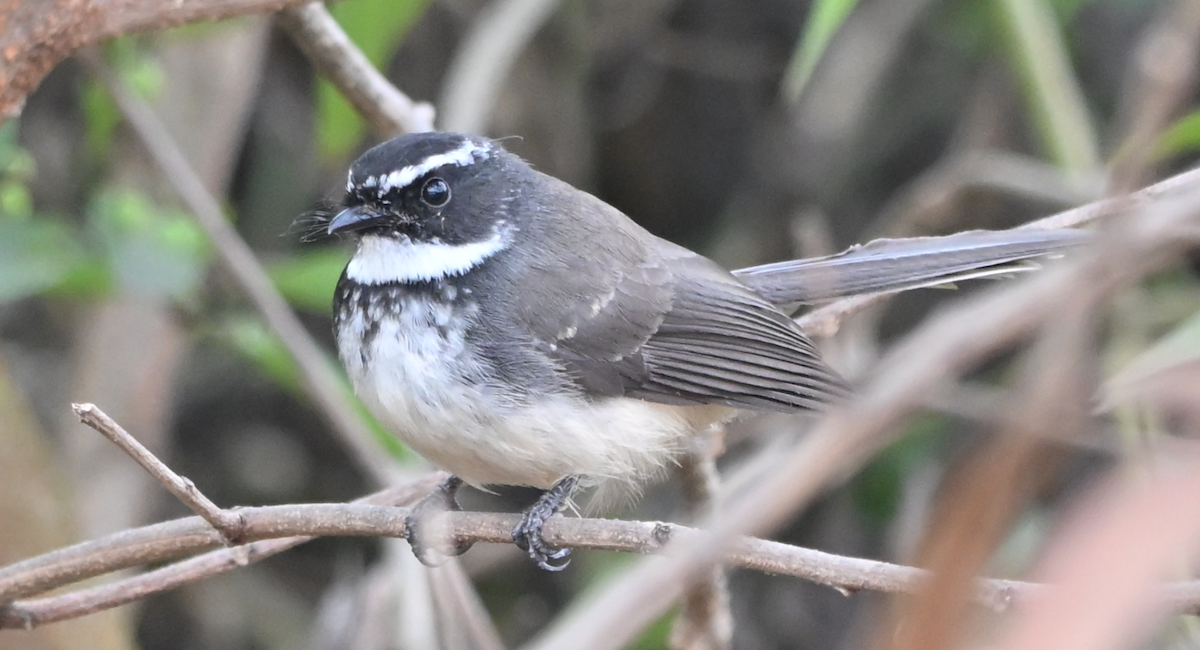 Spot-breasted Fantail - ML646161154