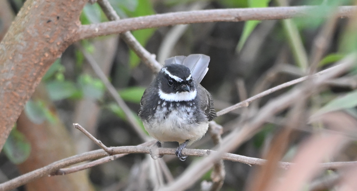 Spot-breasted Fantail - ML646161155