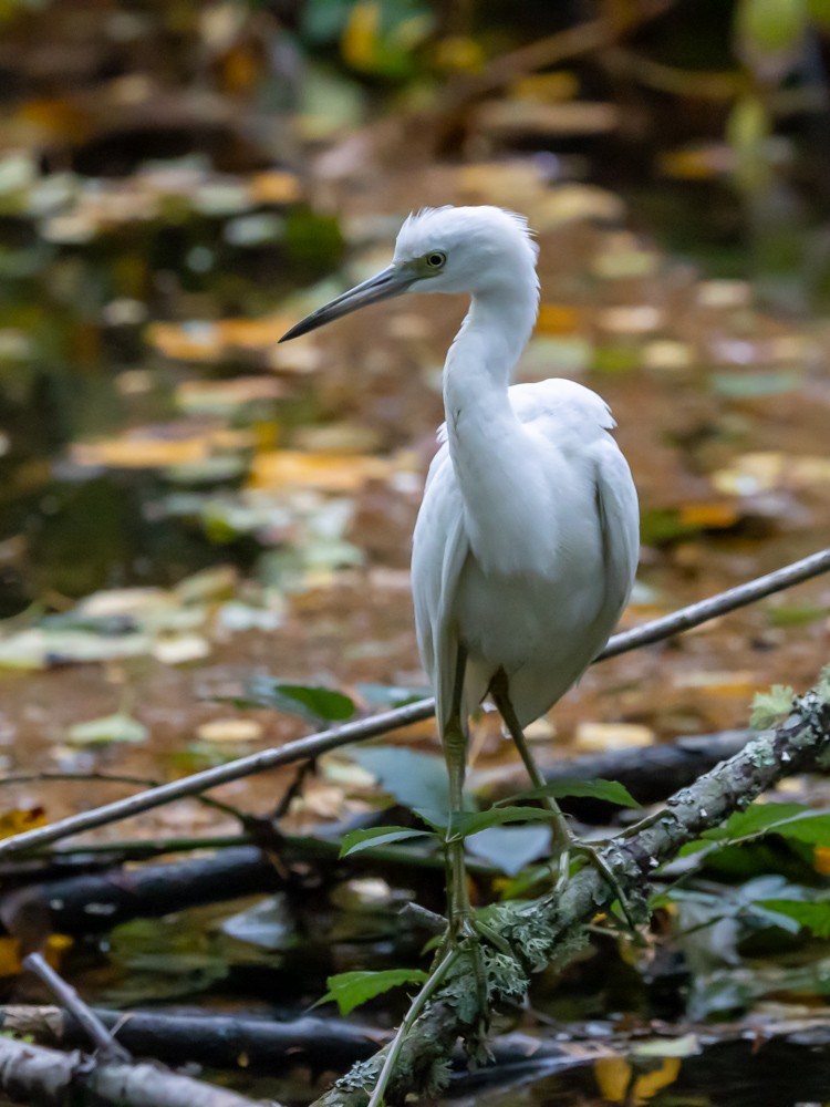 Little Blue Heron - ML646161157