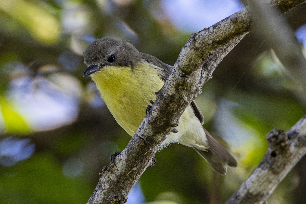 Golden-bellied Gerygone - ML646161158
