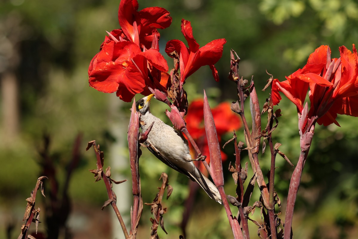 Noisy Miner - ML646161159