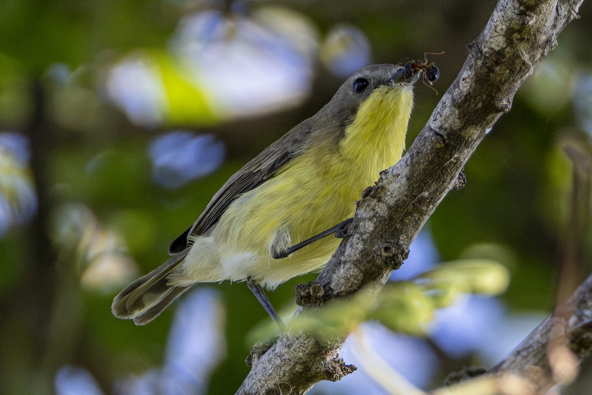 Golden-bellied Gerygone - ML646161160