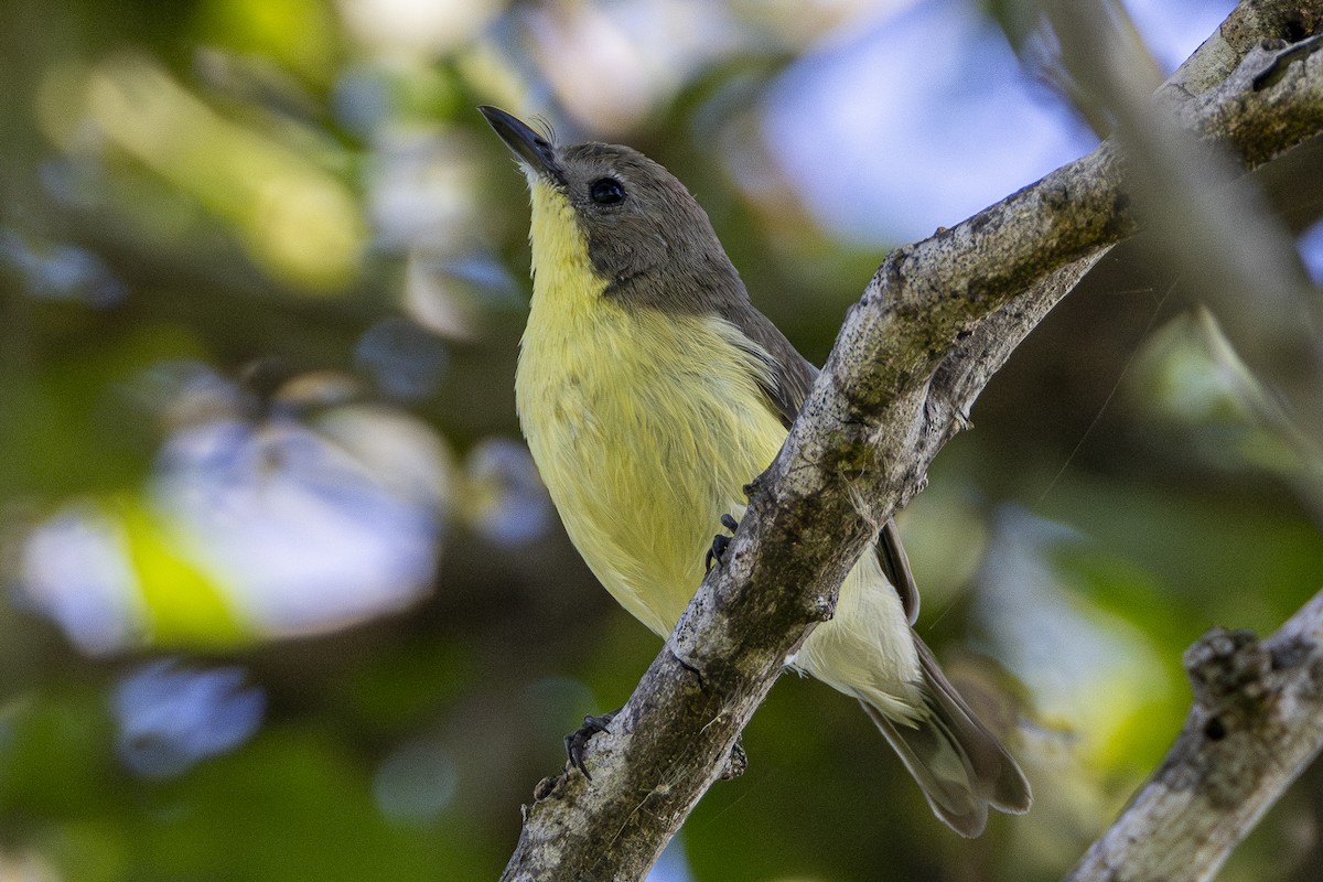 Golden-bellied Gerygone - ML646161161
