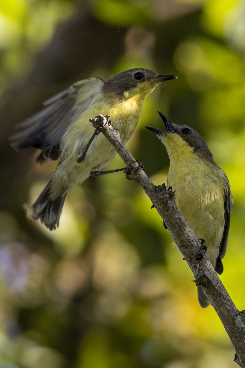 Golden-bellied Gerygone - ML646161162