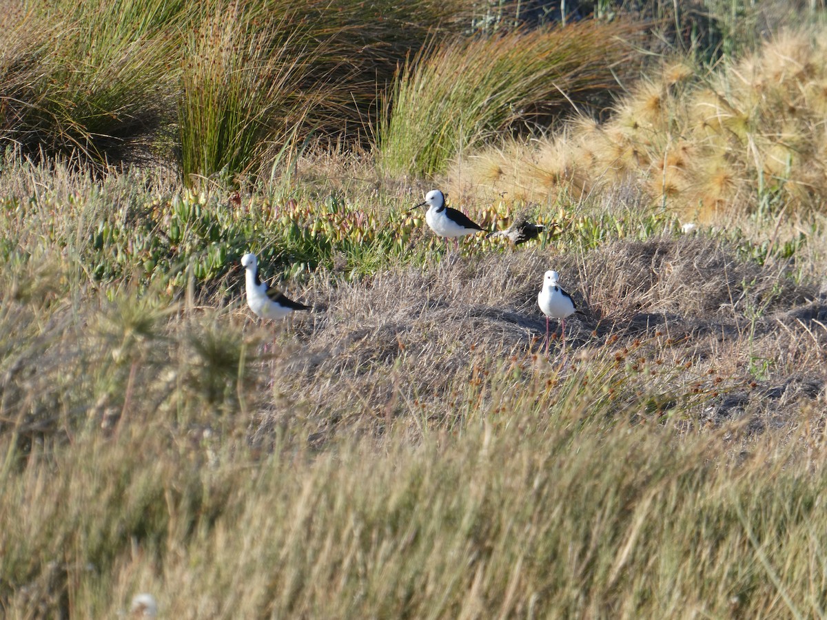 Cigüeñuela Australiana - ML646161164