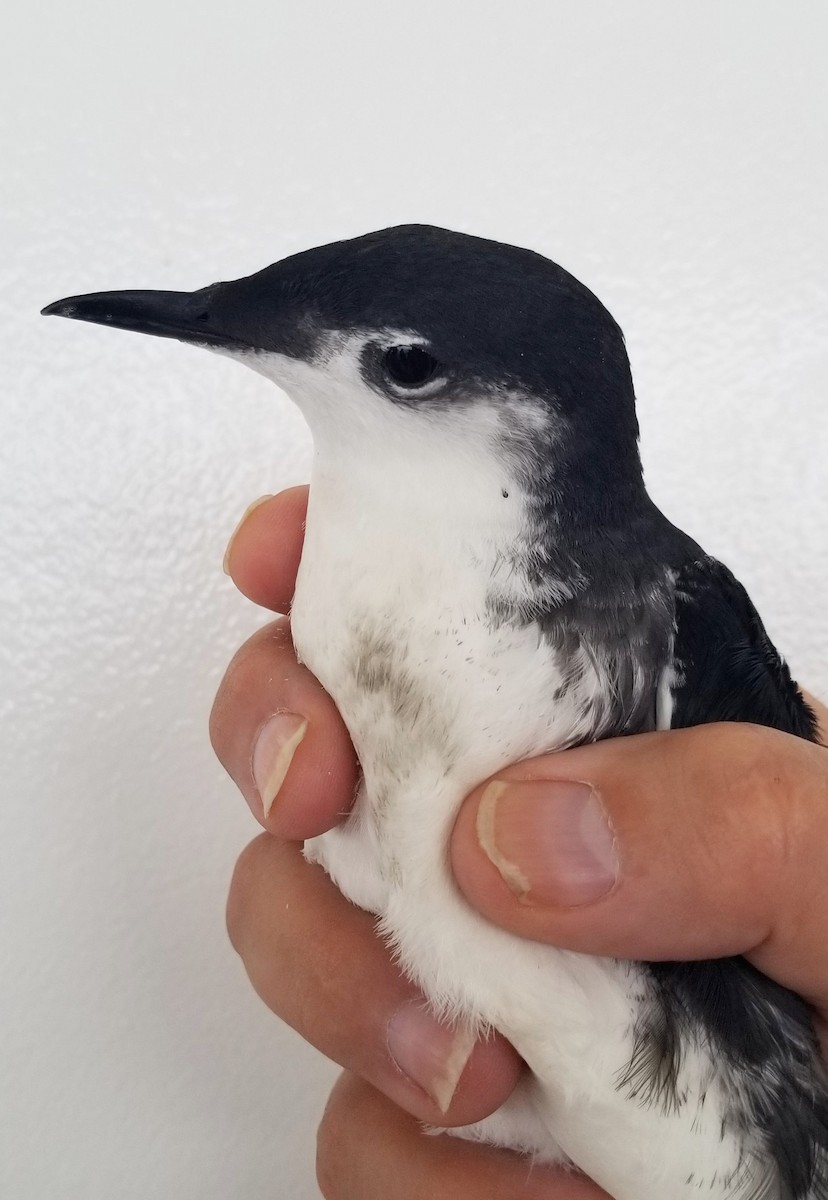 セグロウミスズメ - ML646161167