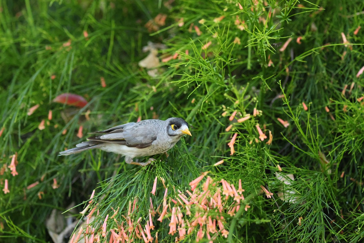 Noisy Miner - ML646161169