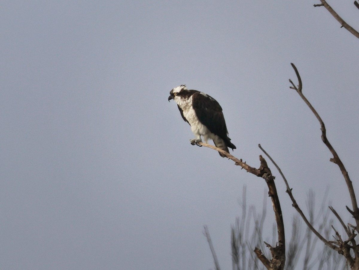 Osprey - ML646161171