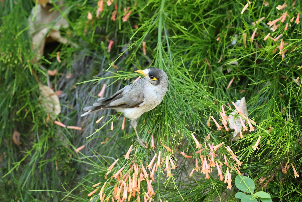 Noisy Miner - ML646161173