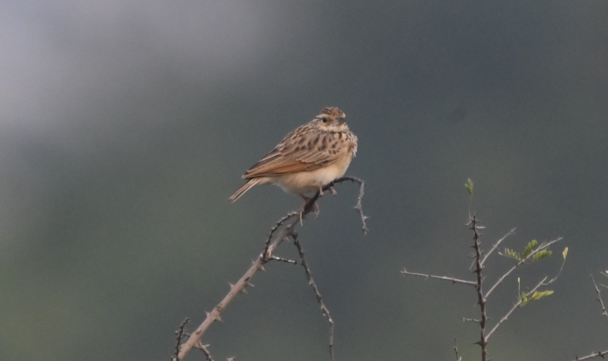 Indian Bushlark - ML646161174