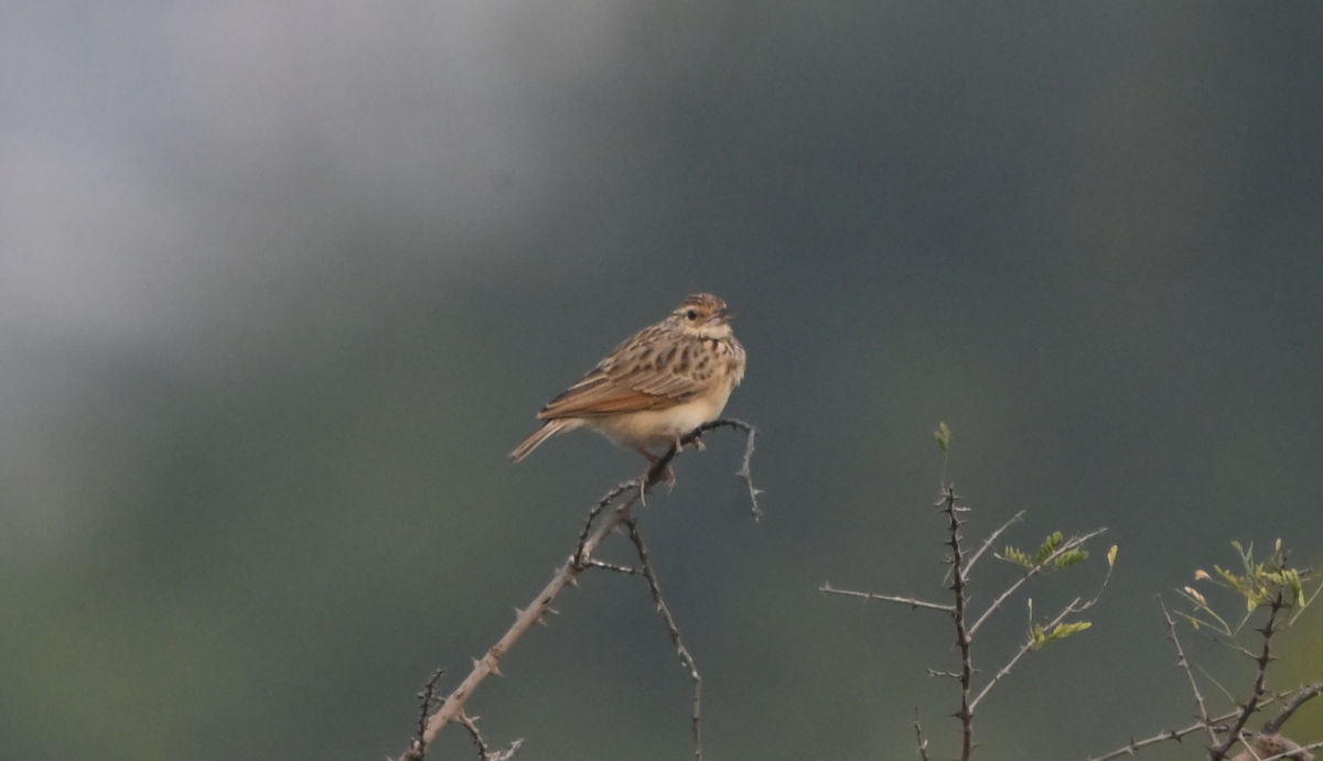 Indian Bushlark - ML646161175