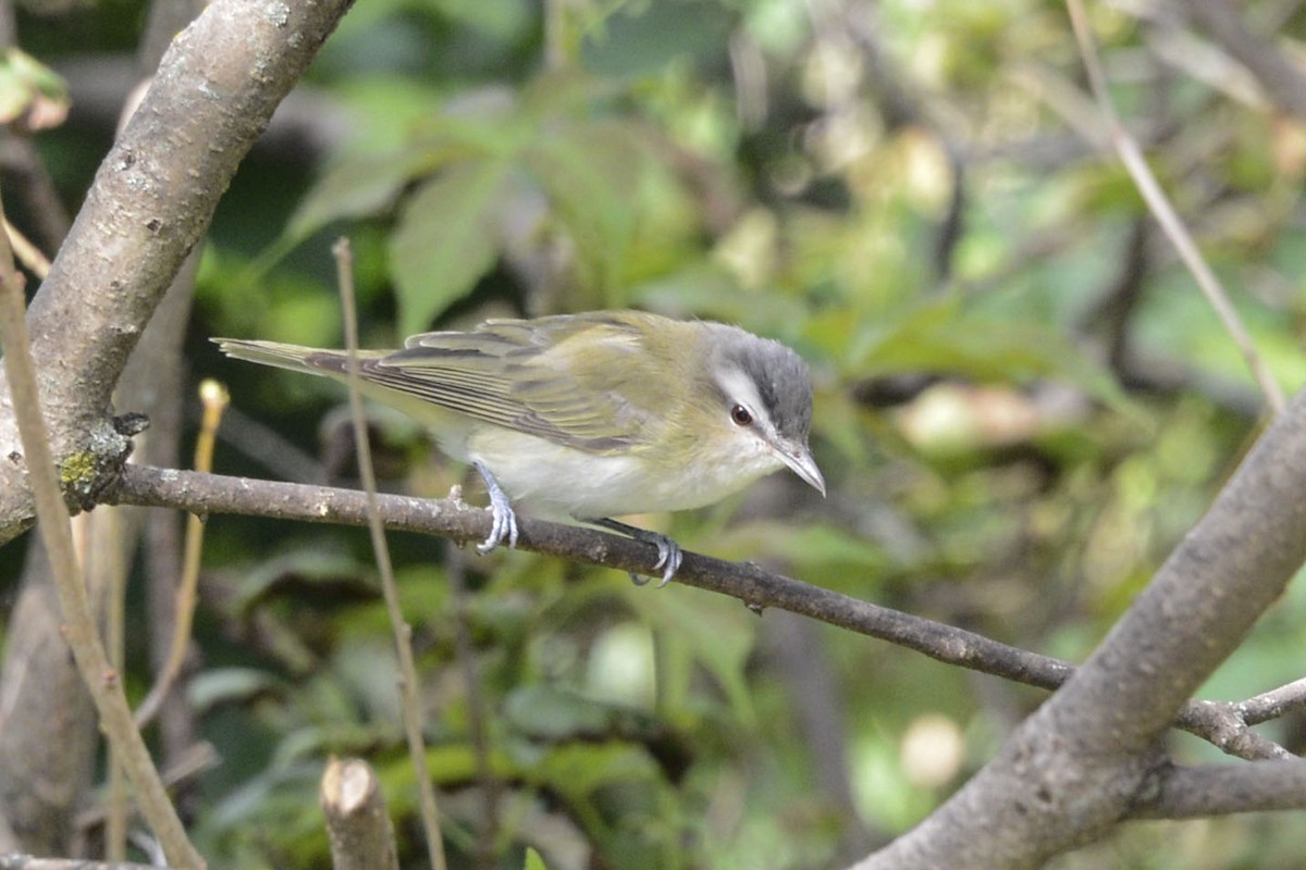 Kızıl Gözlü Vireo - ML646161176
