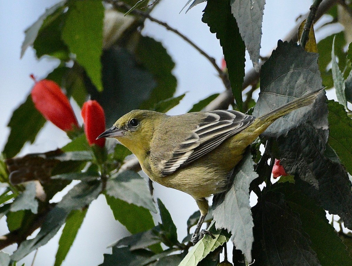Orchard Oriole - ML646161177