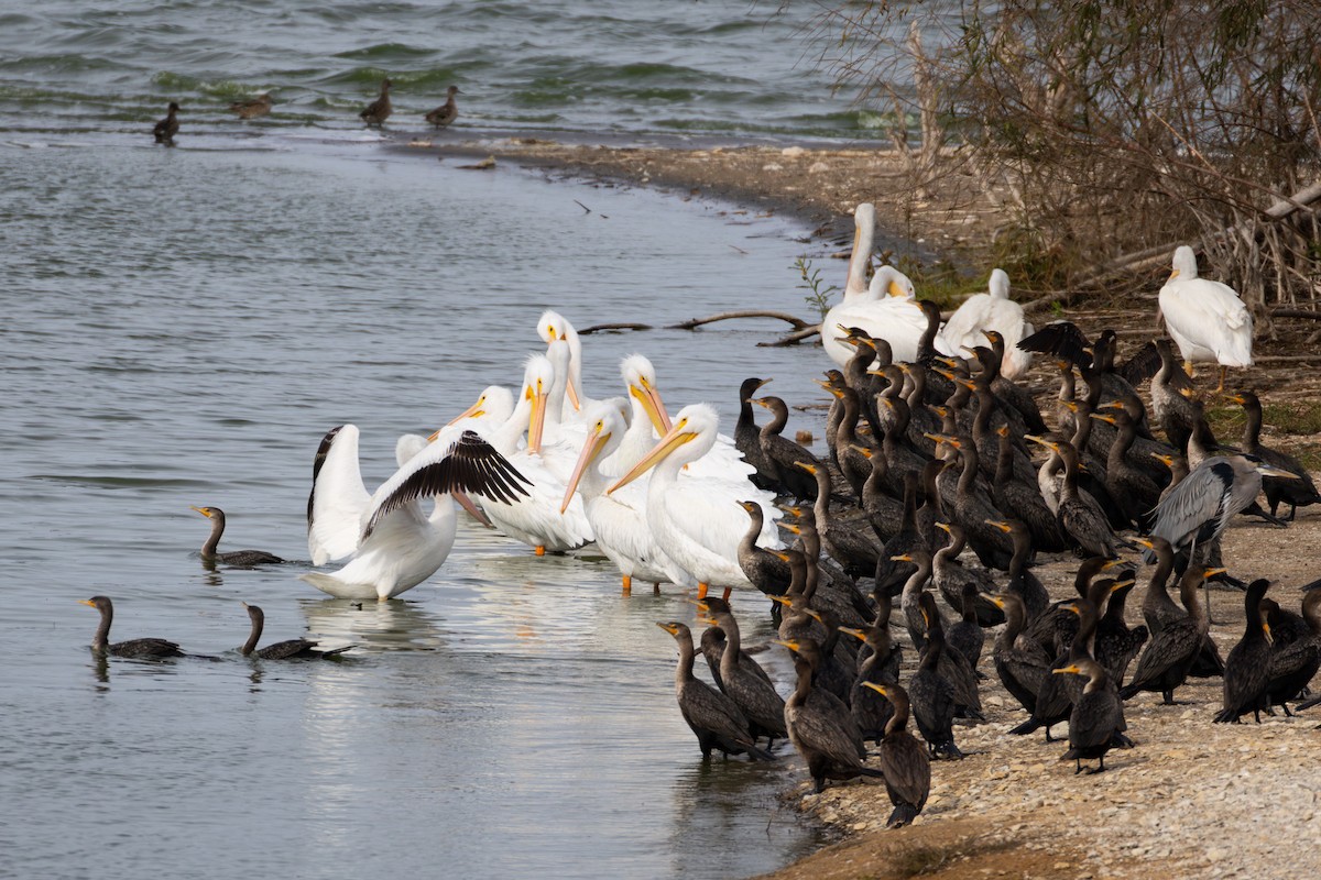 American White Pelican - ML646161179