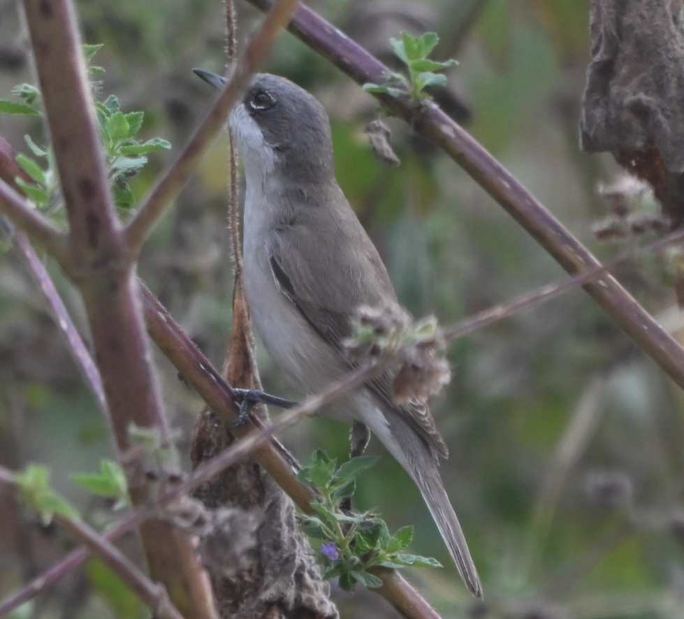 Lesser Whitethroat - ML646161184