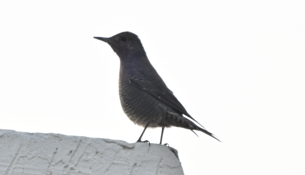 Blue Rock-Thrush - ML646161189