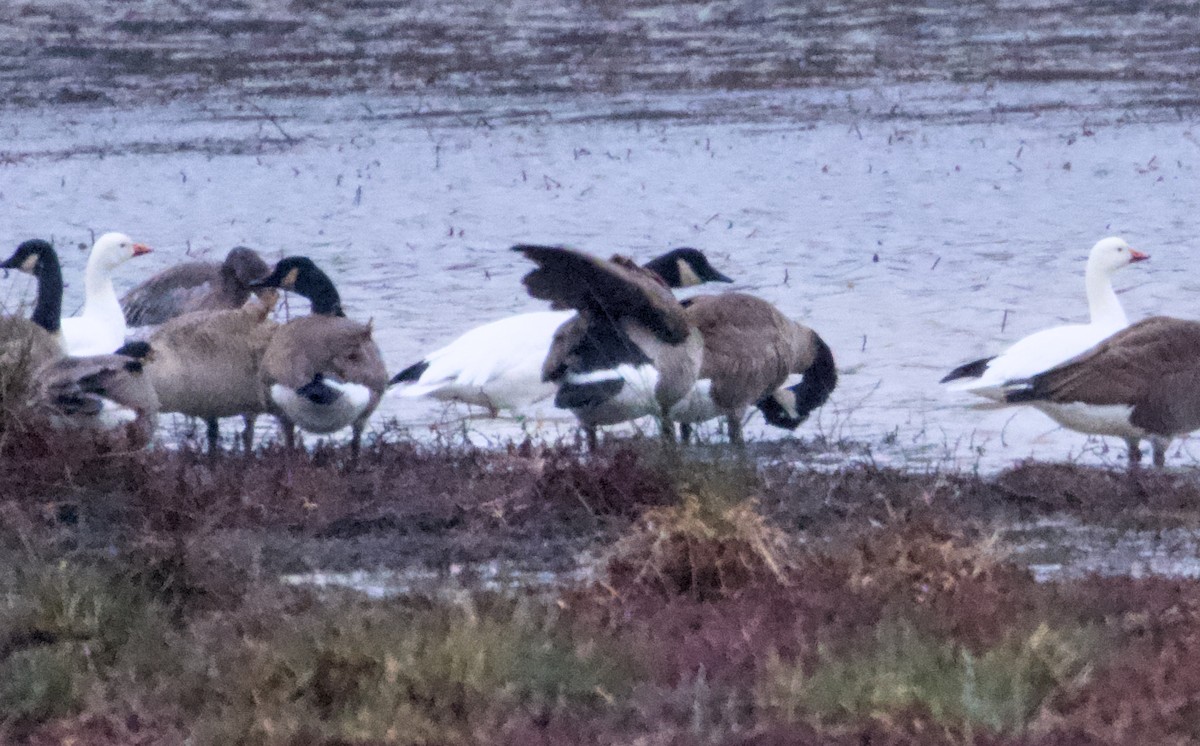 Snow Goose - ML646161194