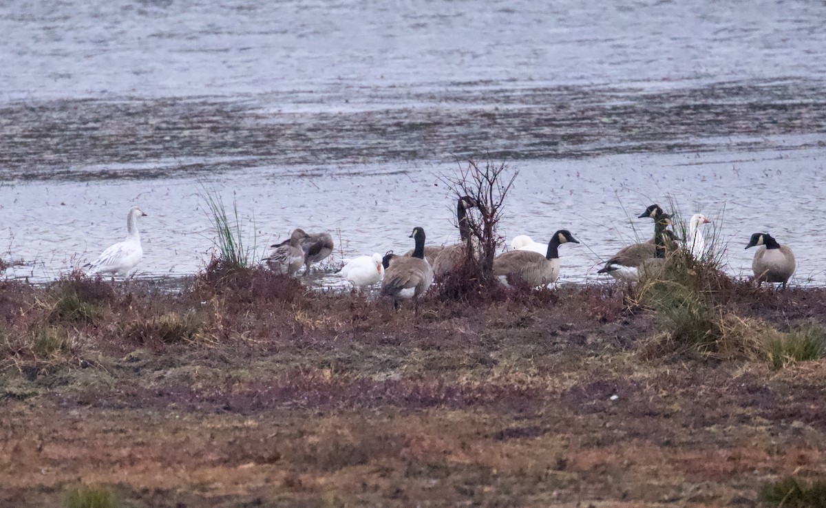 Snow Goose - ML646161196