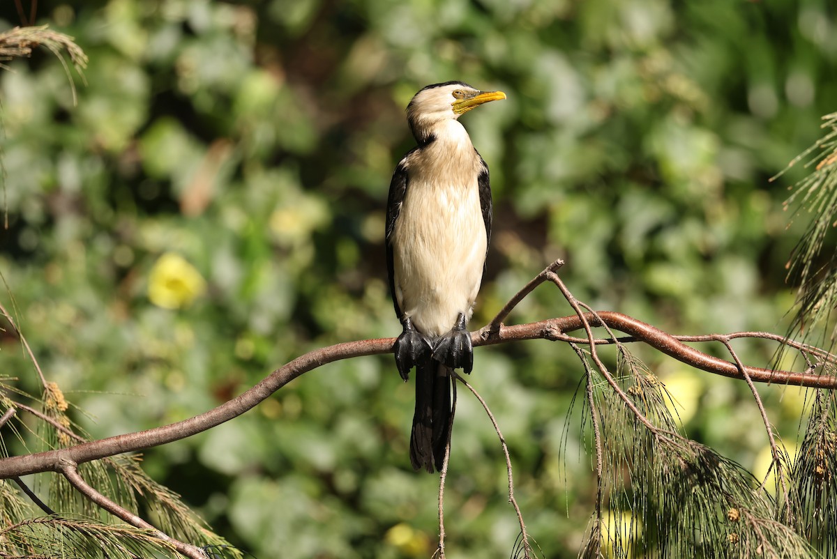 Little Pied Cormorant - ML646161198