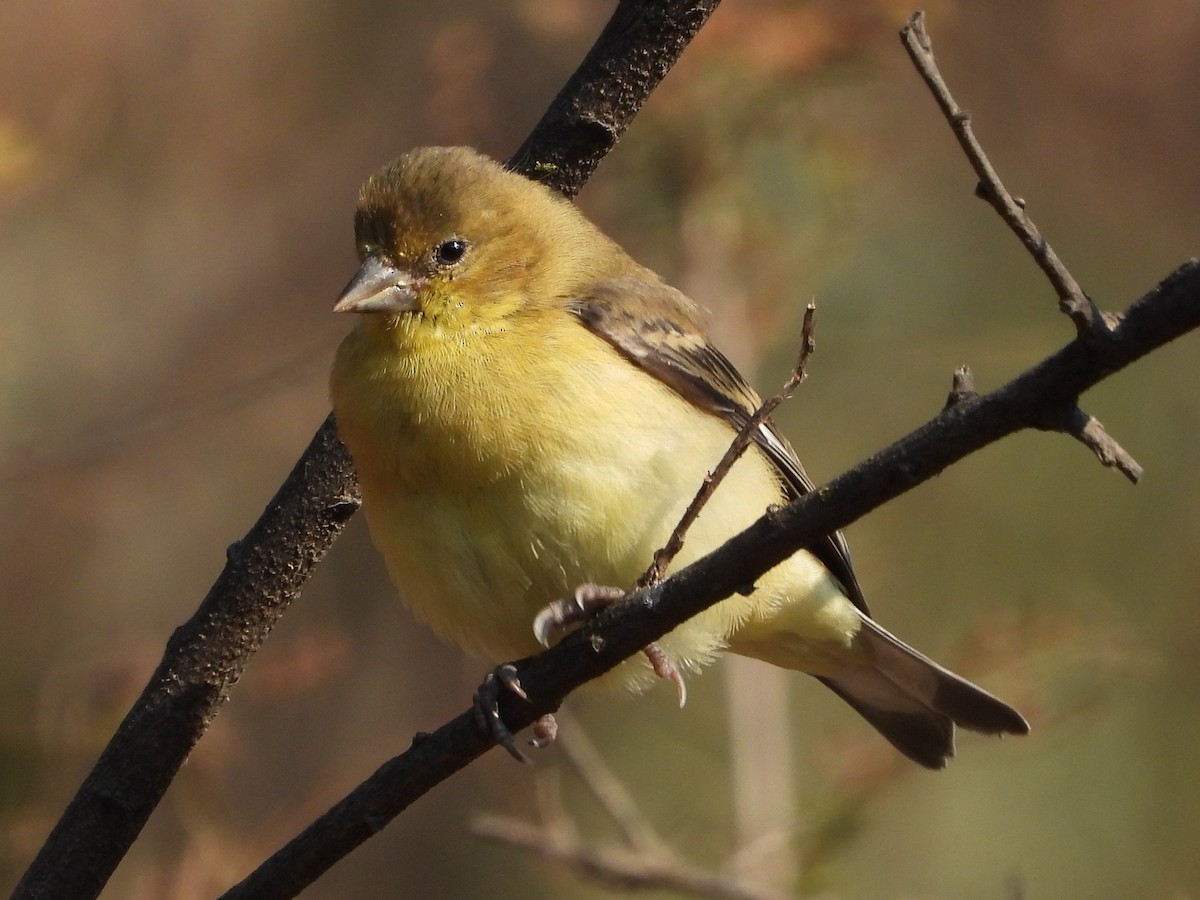 Lesser Goldfinch - ML646161202