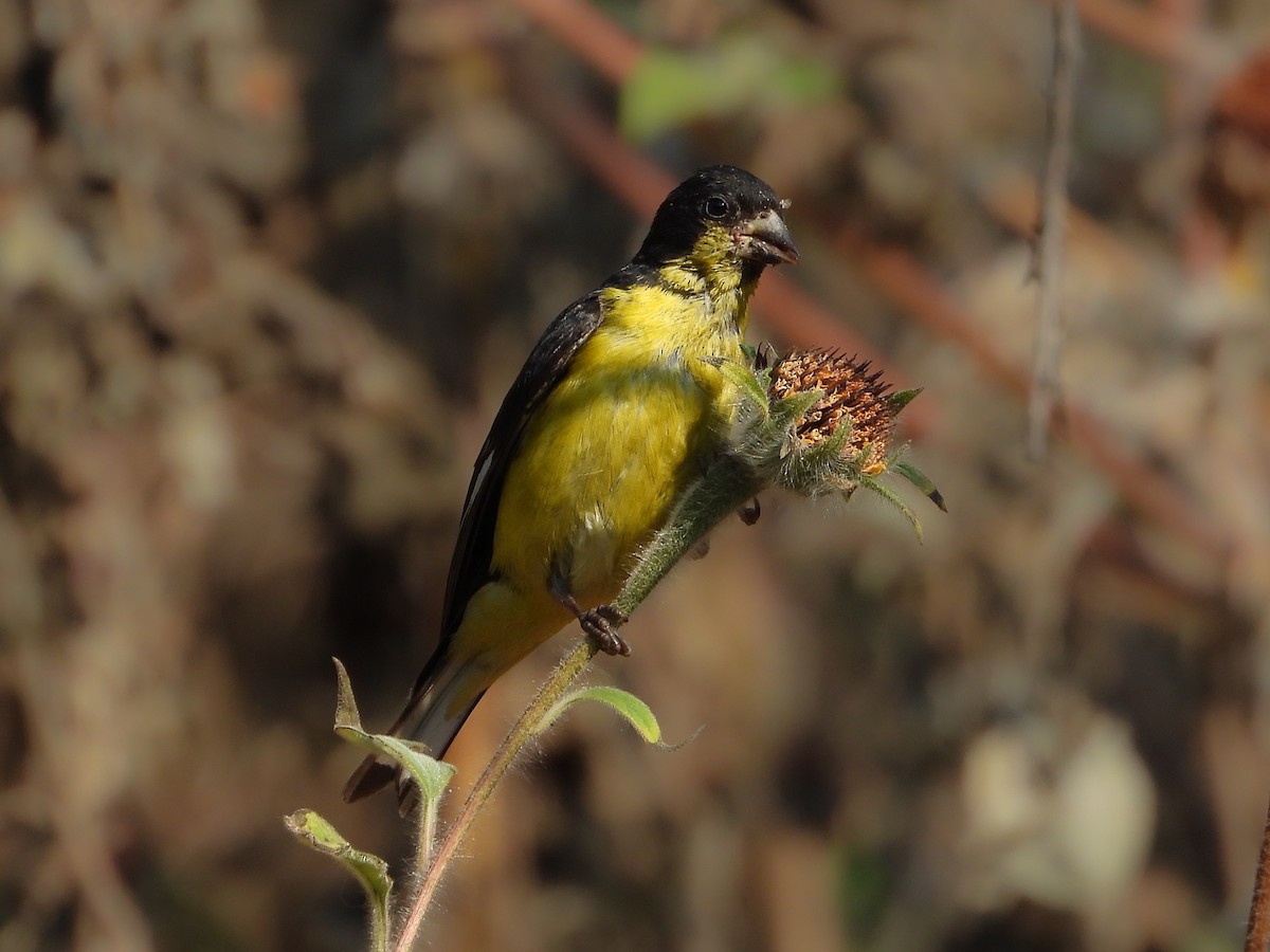 Lesser Goldfinch - ML646161203