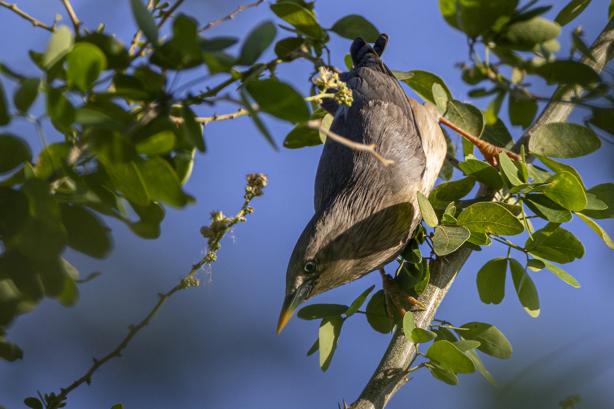 Chestnut-tailed Starling - ML646161205