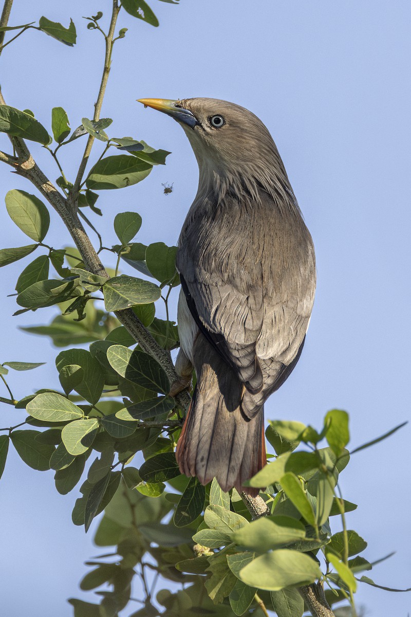 Chestnut-tailed Starling - ML646161206