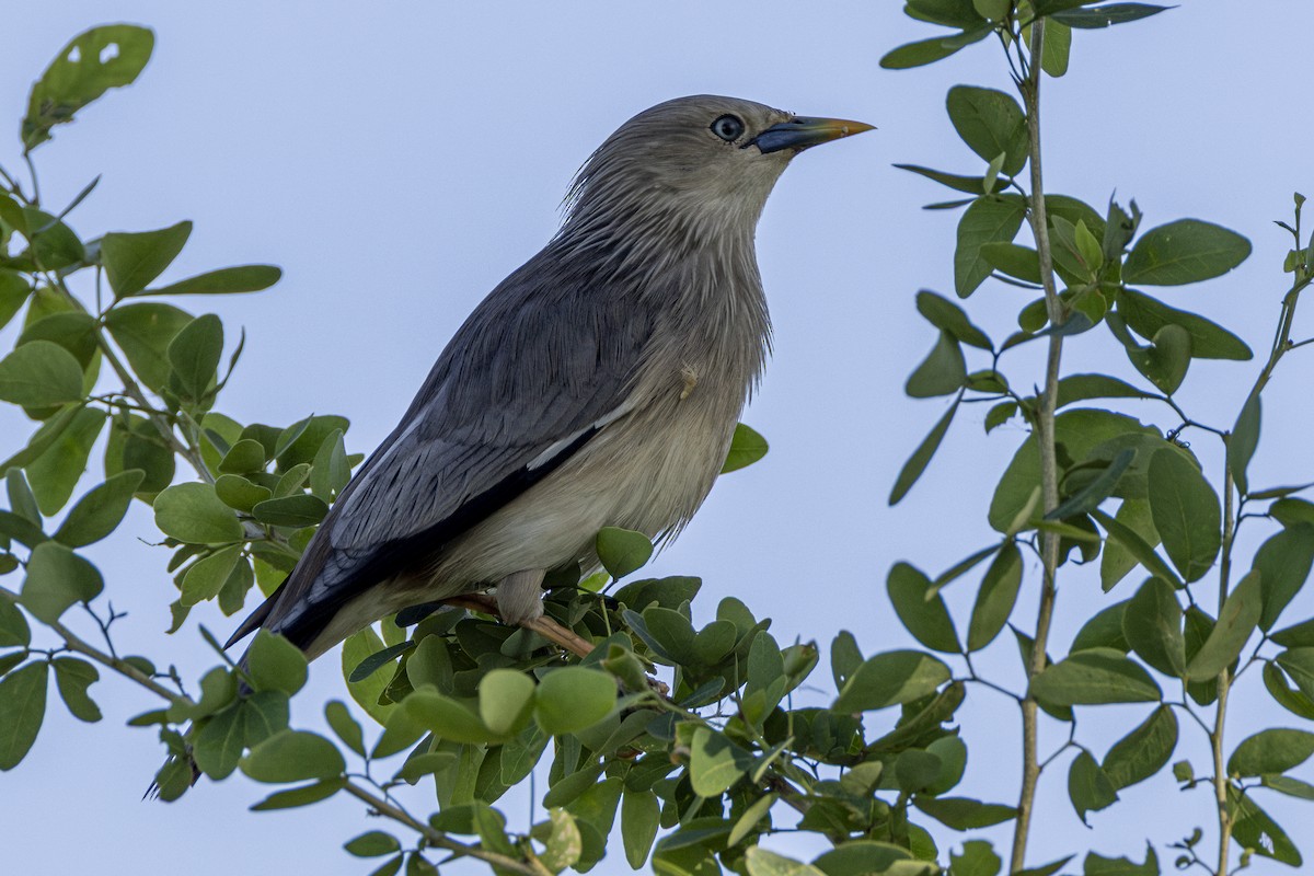 Chestnut-tailed Starling - ML646161207