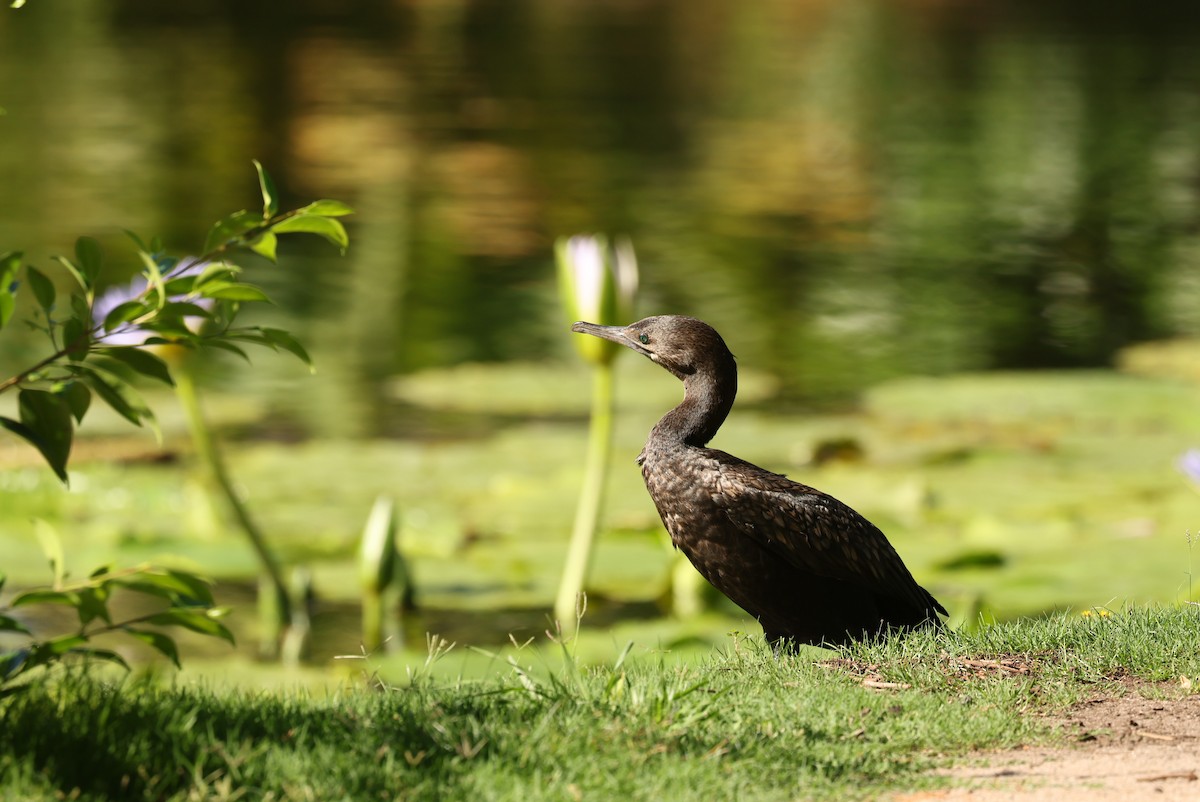 Little Black Cormorant - ML646161211