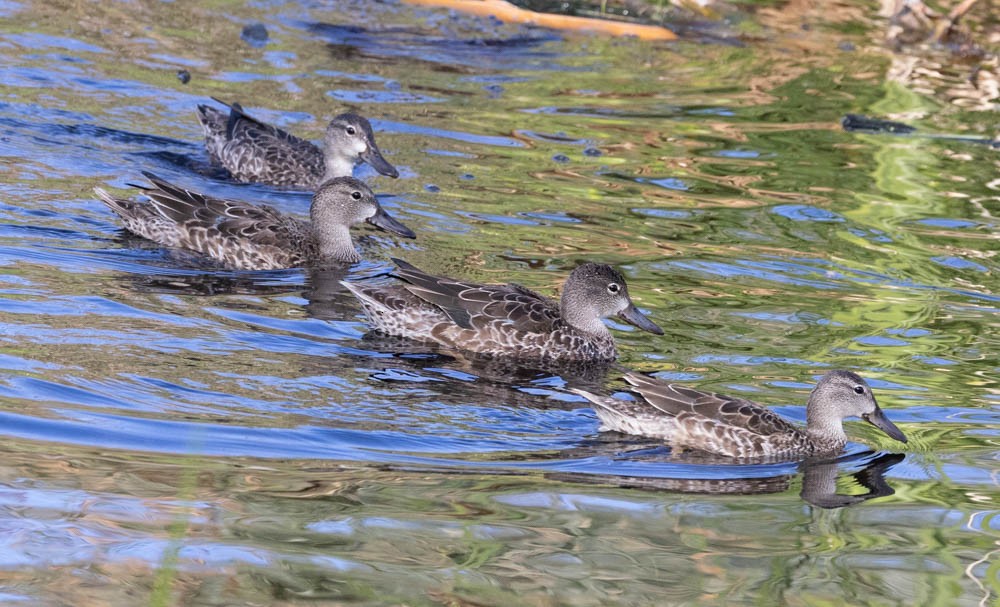 Blue-winged Teal - ML646161214