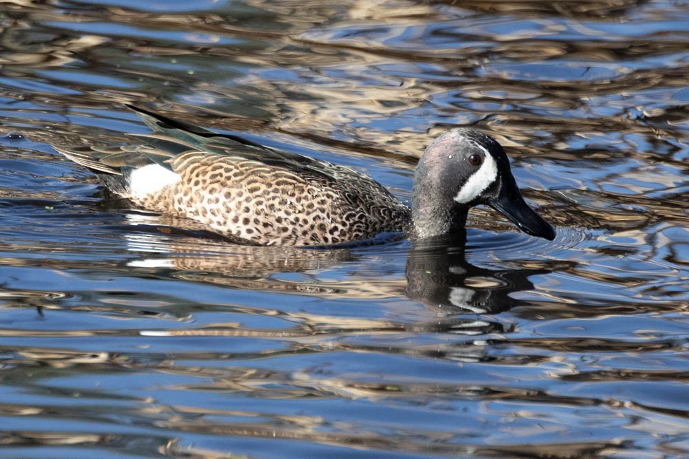 Blue-winged Teal - ML646161215