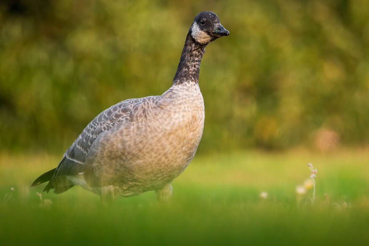 小加拿大雁 - ML646161216