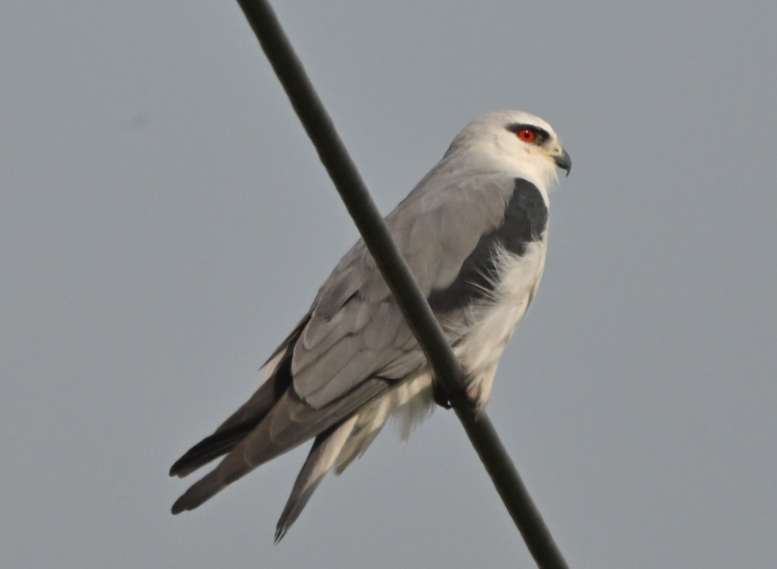 Black-winged Kite - ML646161217