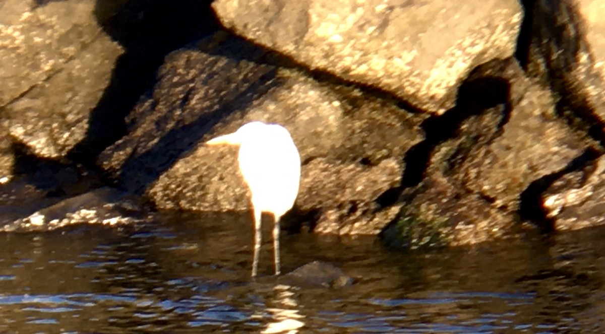Great Egret - ML646161223